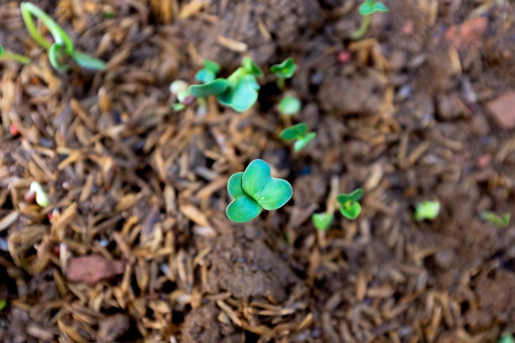 Loss of water, nutrients and fertility