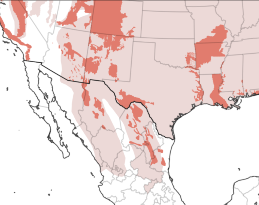 Where do bears live in Nuevo León?