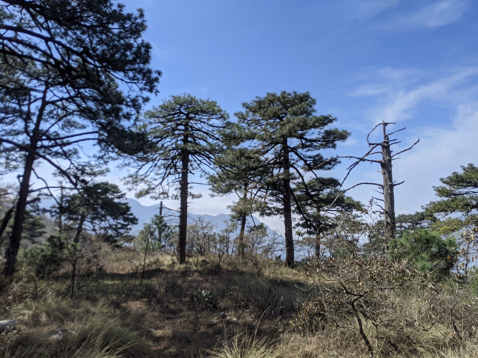 Mesa de Pinos