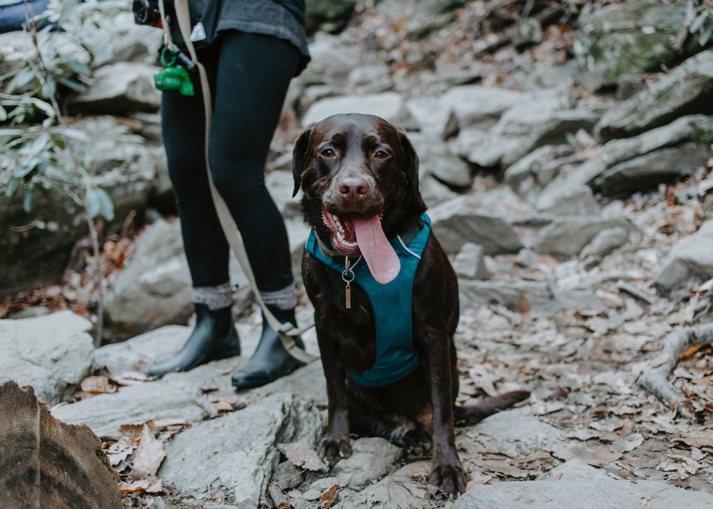 Is my dog's waste collected?