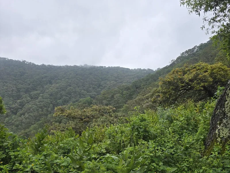 Chupinaya - Las Trojes - Sierra de San Juan Cosalá