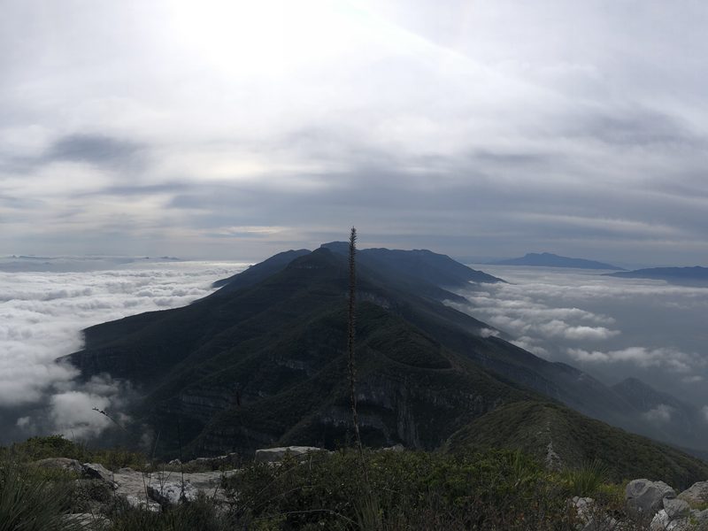 Cabeza de León