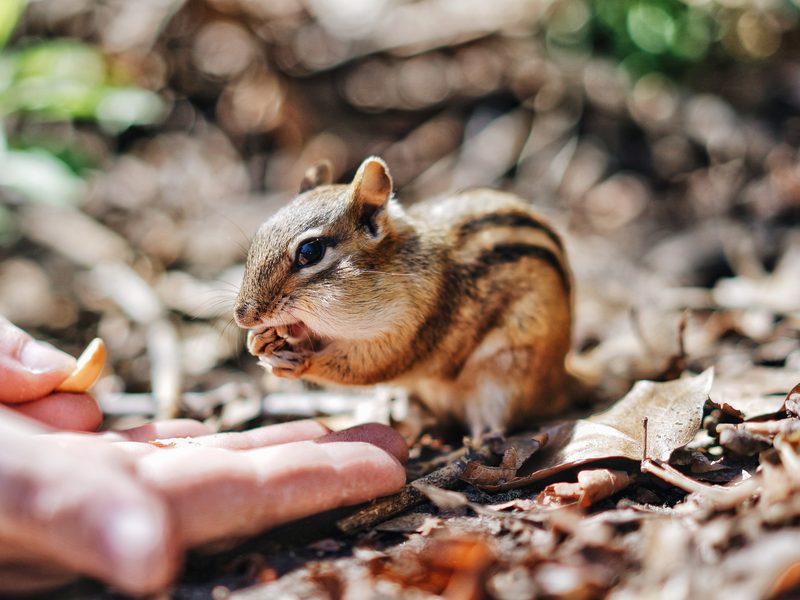 The Danger of Feeding Wildlife
