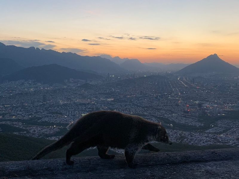 Teleférico