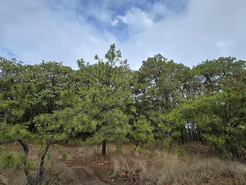 Cerro el Chapulín - Los Amantes - Bosque la Primavera