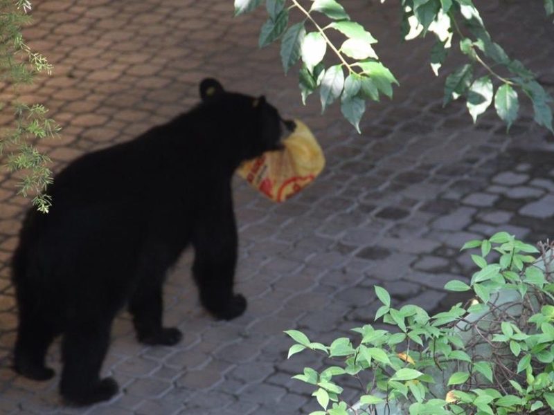 All about the American Black Bear in Nuevo León
