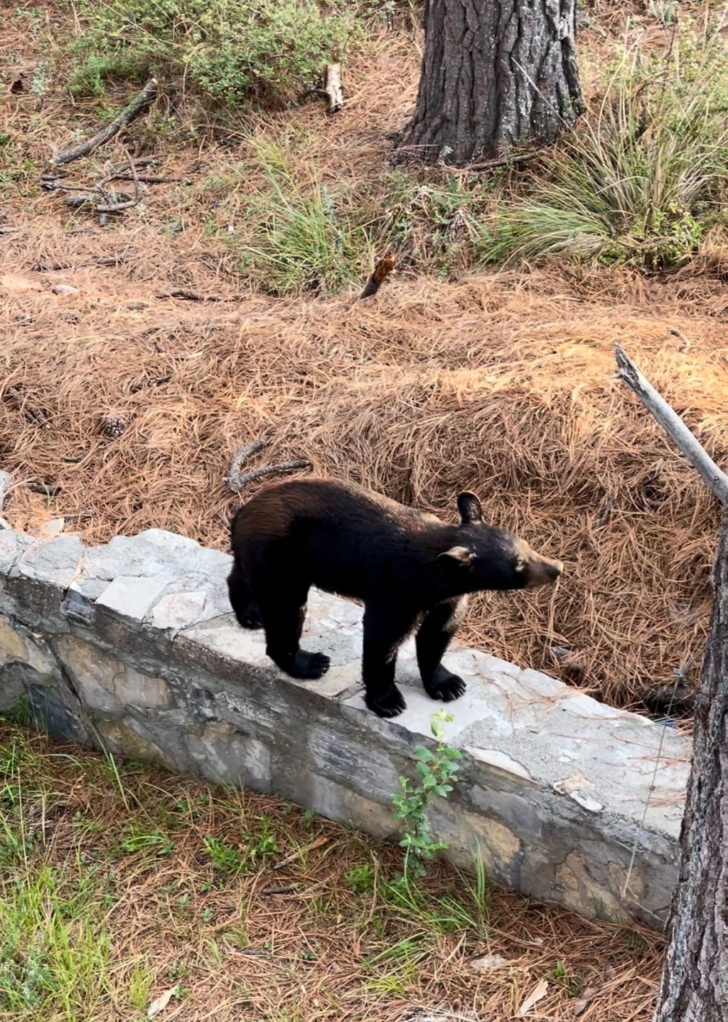 What bears live in Nuevo León?