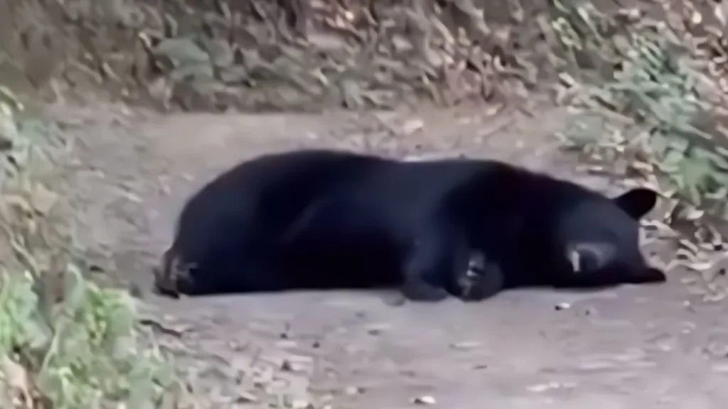 How do bears live?