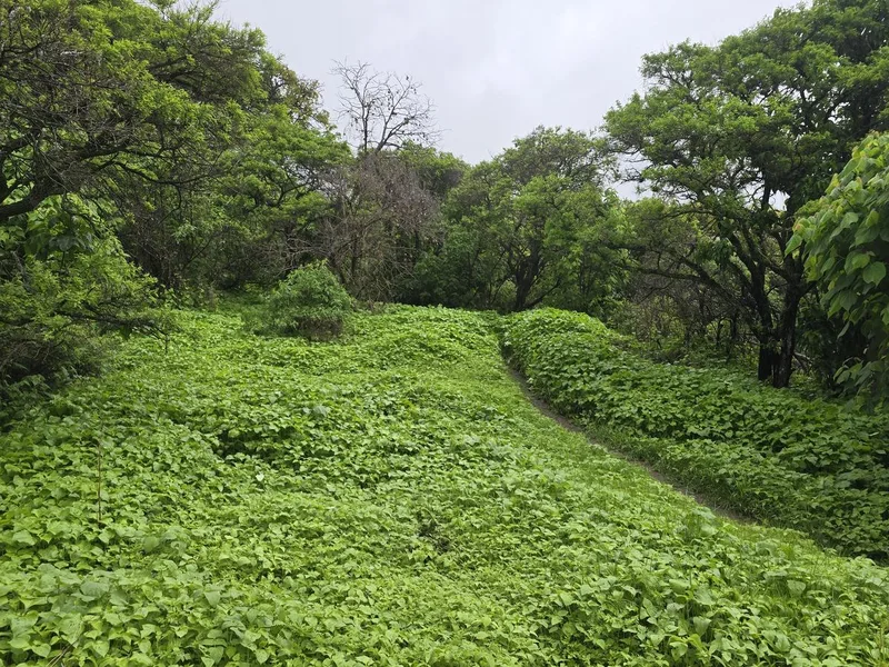 La Cristina - Sierra de San Juan Cosalá